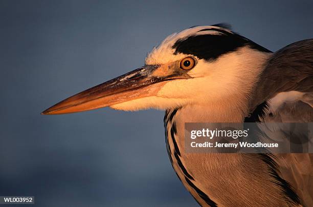 gray heron - freshwater bird - fotografias e filmes do acervo