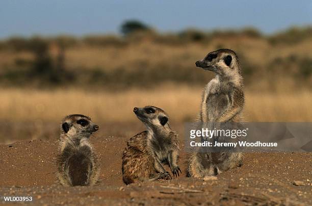 meerkats - grupo pequeño de animales fotografías e imágenes de stock