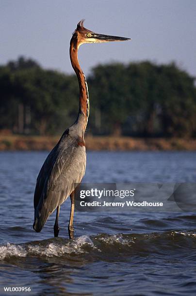 goliath heron - goliath heron stock pictures, royalty-free photos & images