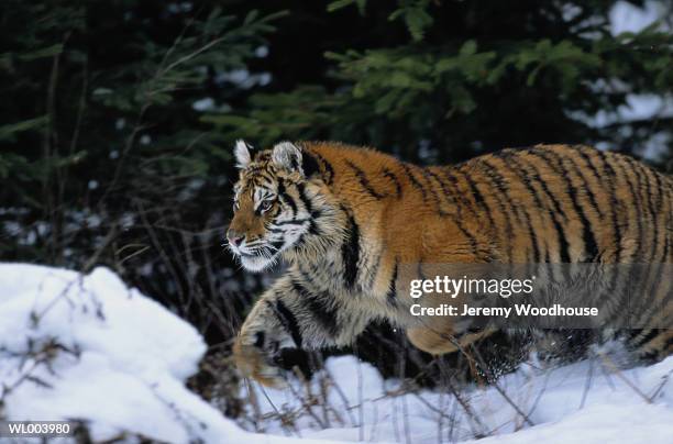 running siberian tiger - estados de agua fotografías e imágenes de stock