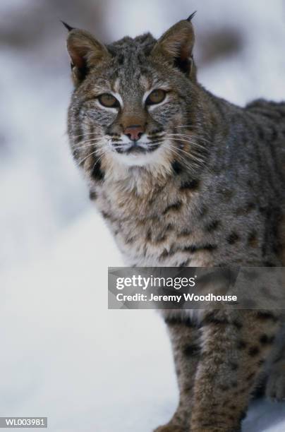 bobcat - estados de agua fotografías e imágenes de stock