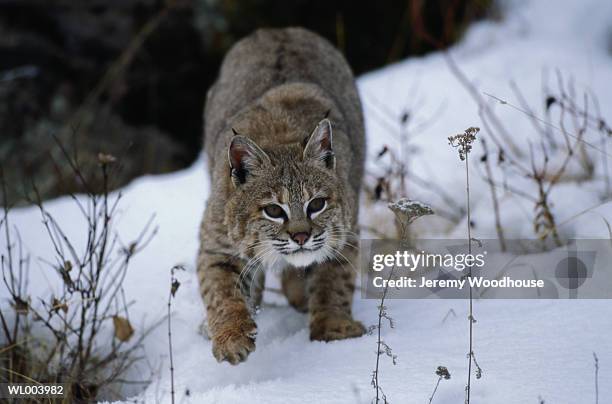 bobcat - prowling imagens e fotografias de stock