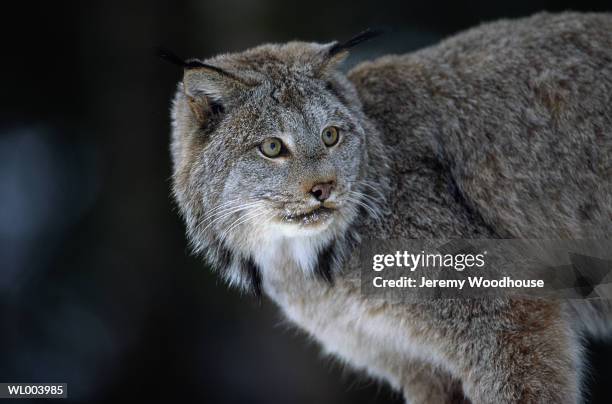 canadian lynx - women in film 2015 crystal lucy awards presented by max mara bmw of north america and tiffany co red carpet stockfoto's en -beelden