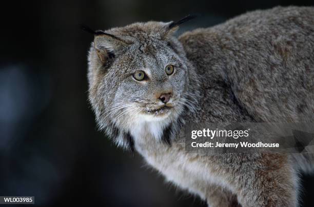 canadian lynx - jeremy woodhouse 個照片及圖片檔