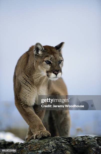 cougar - jeremy woodhouse 個照片及圖片檔