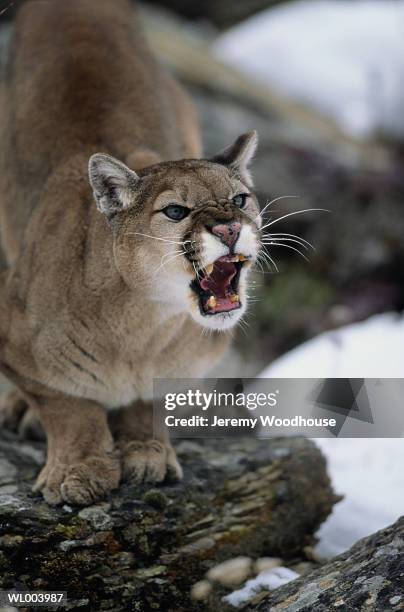 Snarling Cougar High-Res Stock Photo