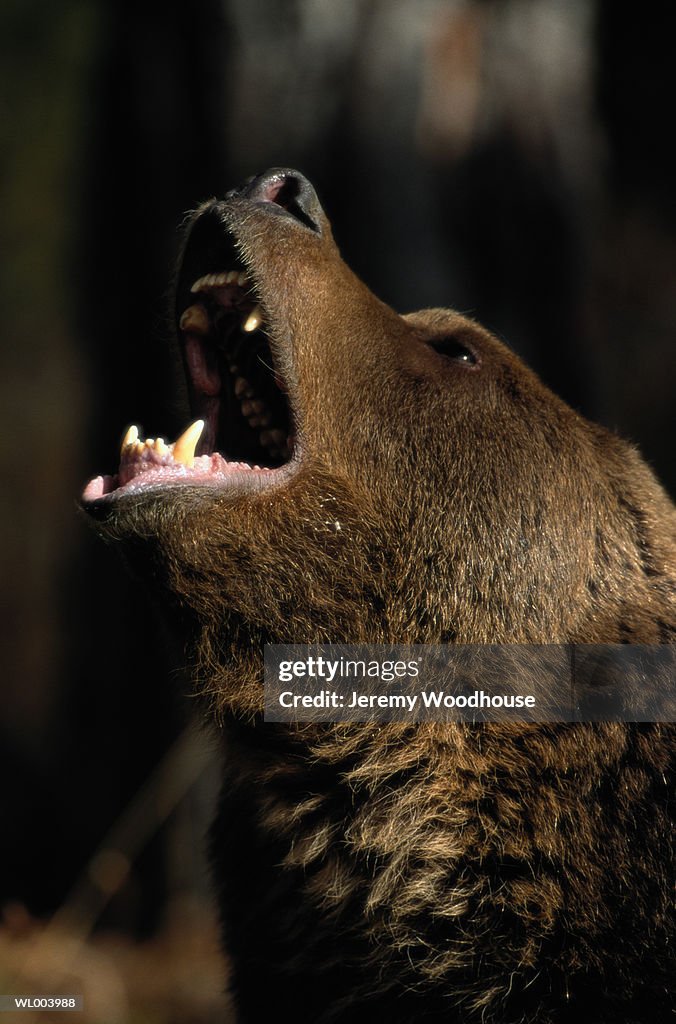 Howling Grizzly Bear