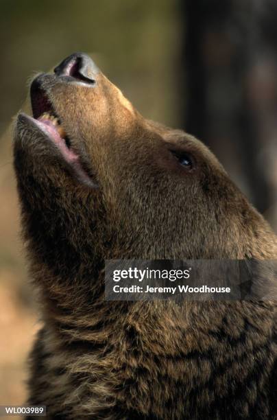 howling grizzly bear - grizzly bear stock-fotos und bilder