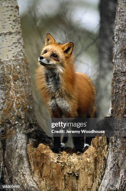 red fox - pflanzeneigenschaften stock-fotos und bilder