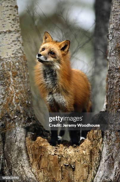 red fox - plant attribute stock pictures, royalty-free photos & images