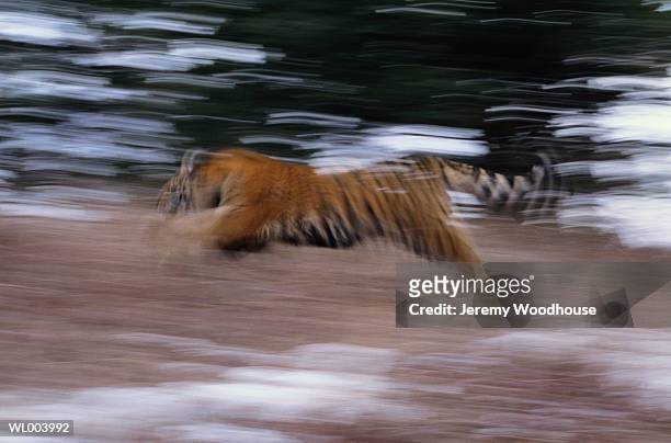 running siberian tiger - jeremy woodhouse 個照片及圖片檔