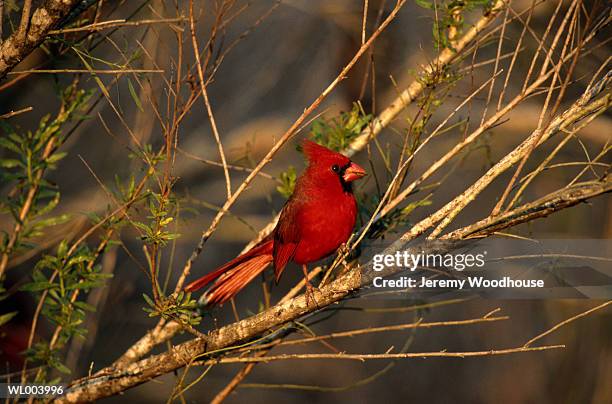 cardinal - plant attribute stock pictures, royalty-free photos & images