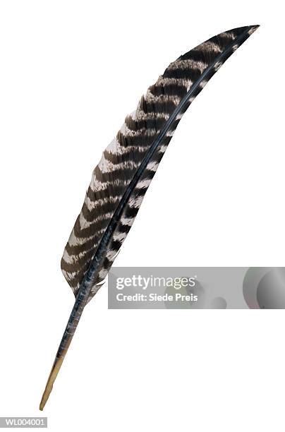 turkey feather - preis foto e immagini stock