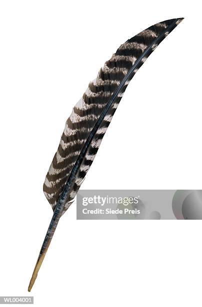 turkey feather - preis stock pictures, royalty-free photos & images