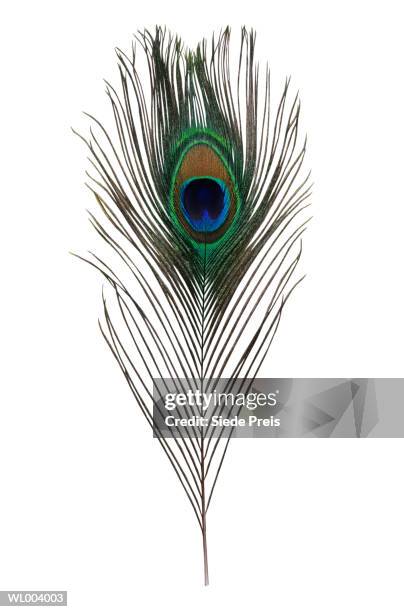 peacock feather - pauwenveer stockfoto's en -beelden