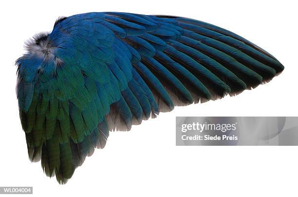 purple gallinule wing - animal limb stock-fotos und bilder