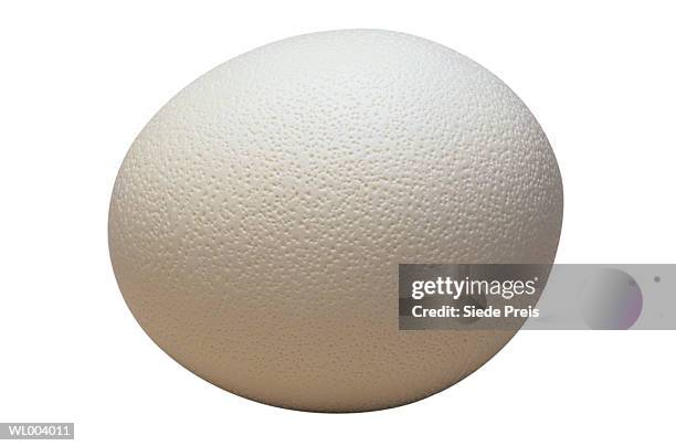 ostrich egg - animal stage bildbanksfoton och bilder