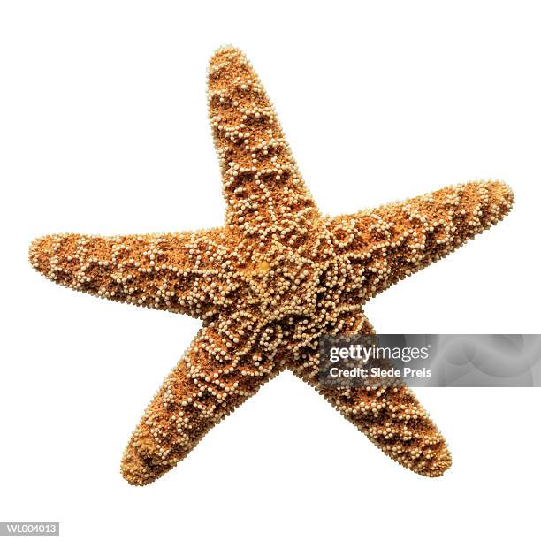 starfish - preis stock pictures, royalty-free photos & images