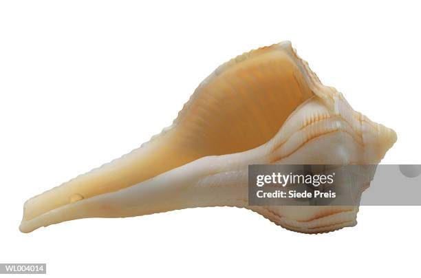 seashell - preis stock pictures, royalty-free photos & images