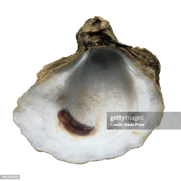 oyster seashell - preis stock pictures, royalty-free photos & images