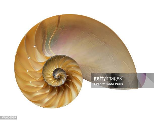 nautilus - preis stock pictures, royalty-free photos & images