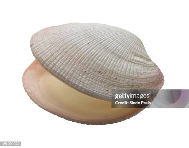seashell - preis stockfoto's en -beelden