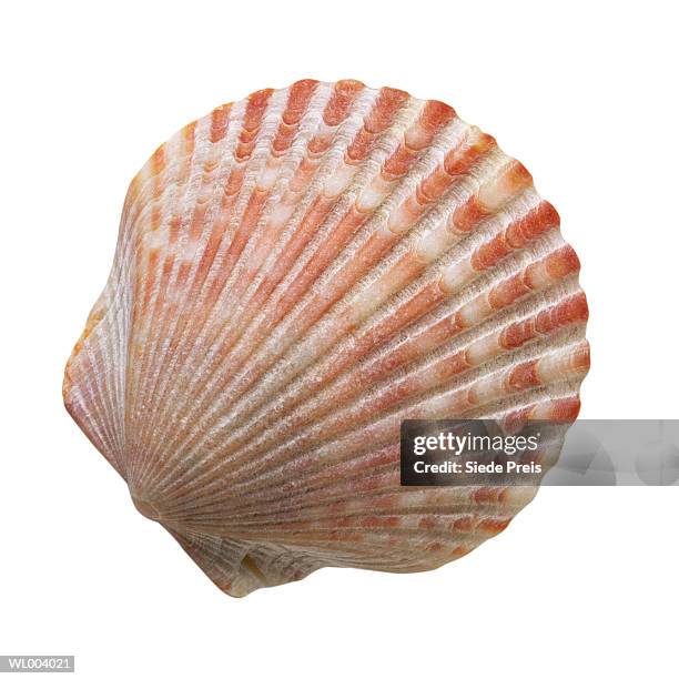 scallop seashell - preis stock pictures, royalty-free photos & images