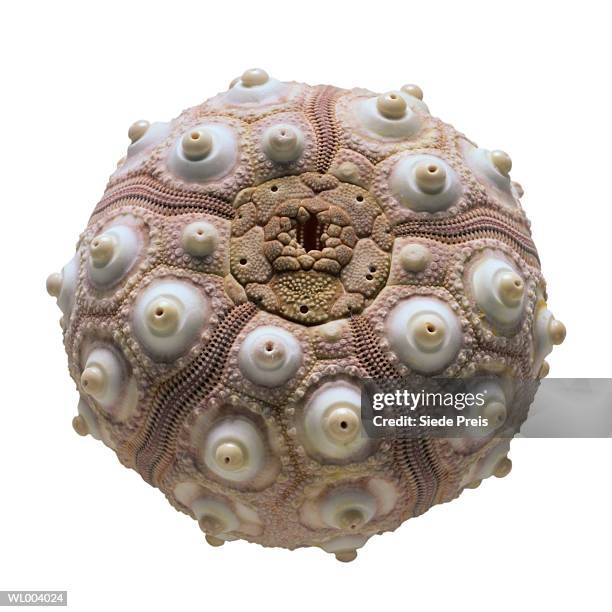 Sea Urchin High-Res Stock Photo