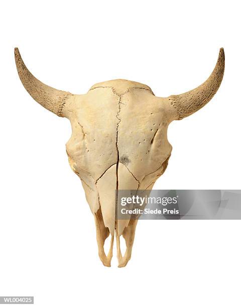 buffalo skull - buffalo stock-fotos und bilder