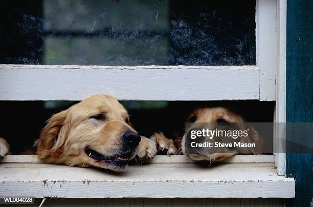 dogs looking out a window - animal nose foto e immagini stock