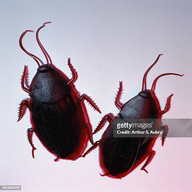 rubber cockroaches - arthropod fotografías e imágenes de stock