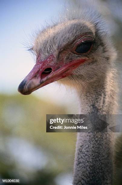 close-up of ostrich - flightless bird stockfoto's en -beelden