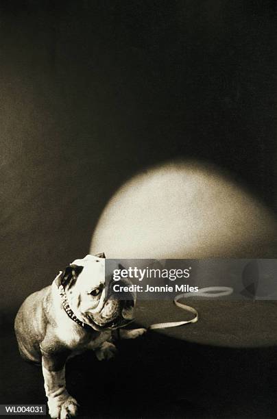 bulldog - kleurcorrectie stockfoto's en -beelden