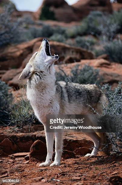 howling coyote - pawed mammal stock pictures, royalty-free photos & images