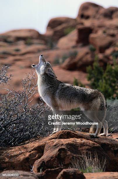howling coyote - coyote photos et images de collection