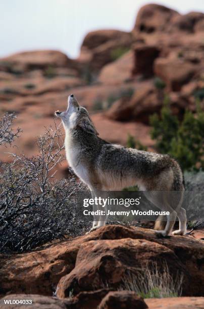 howling coyote - coyote stock pictures, royalty-free photos & images