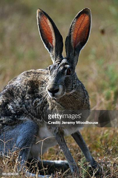 jack rabbit - jeremy woodhouse 個照片及圖片檔