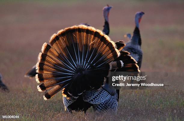 wild turkey - grupo pequeno de animais - fotografias e filmes do acervo