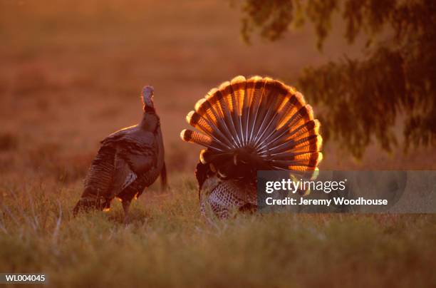 wild turkey - film independent hosts directors close up screening of lady bird stockfoto's en -beelden