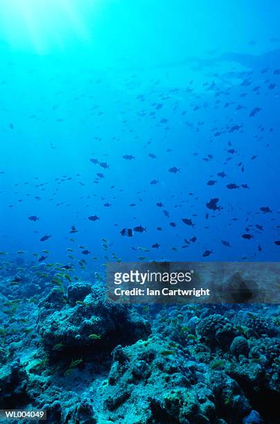 reef near maldives - インド洋諸島 ストックフォトと画像