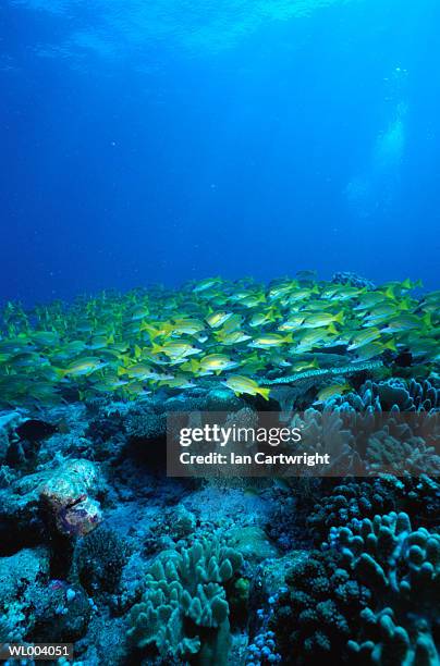 blue striped snappers - lutjanus kasmira stock pictures, royalty-free photos & images