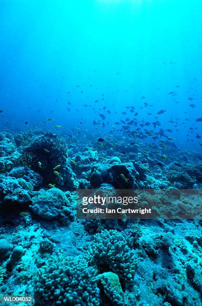 fish and reef - islas del índico fotografías e imágenes de stock