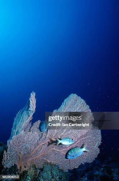 large eyed sea bream - happy hearts fund 10 year anniversary tribute of the indian ocean tsunami stockfoto's en -beelden