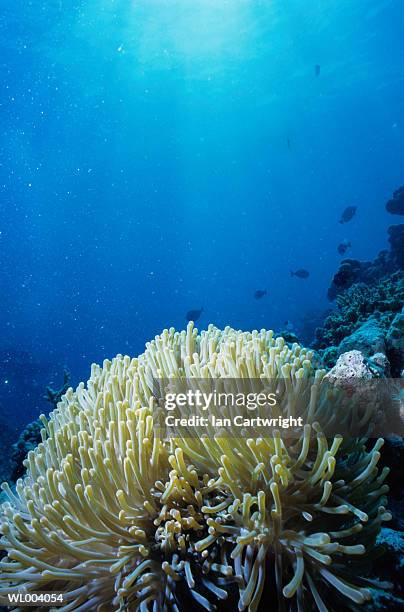sea anemone - happy hearts fund 10 year anniversary tribute of the indian ocean tsunami stockfoto's en -beelden