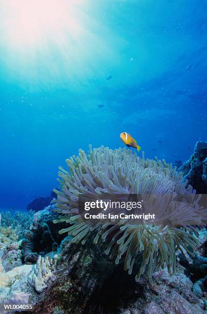 clown fish and sea anemone - islas del índico fotografías e imágenes de stock