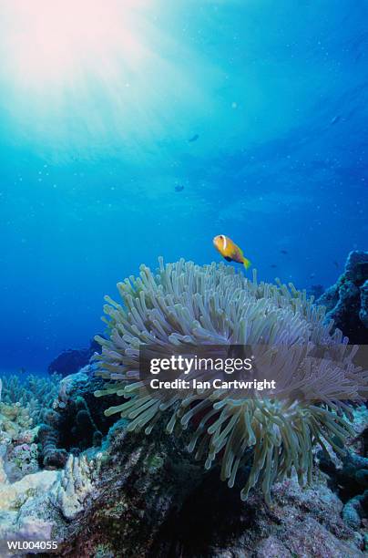 clown fish and sea anemone - abborrartade fiskar bildbanksfoton och bilder