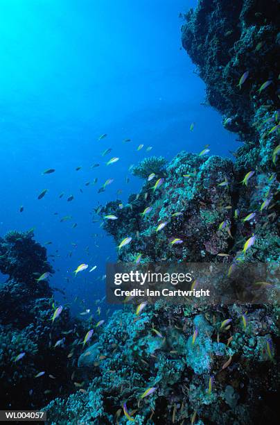 fish and reef near maldives - islas del índico fotografías e imágenes de stock