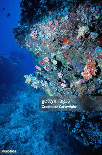 coral reef and fish - islas del índico fotografías e imágenes de stock