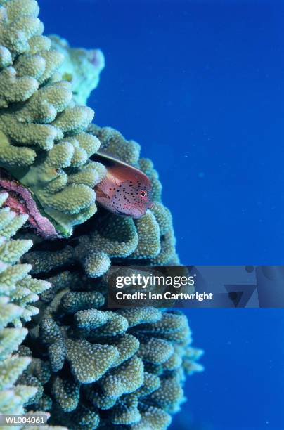 hawk fish - hawkfish stock pictures, royalty-free photos & images