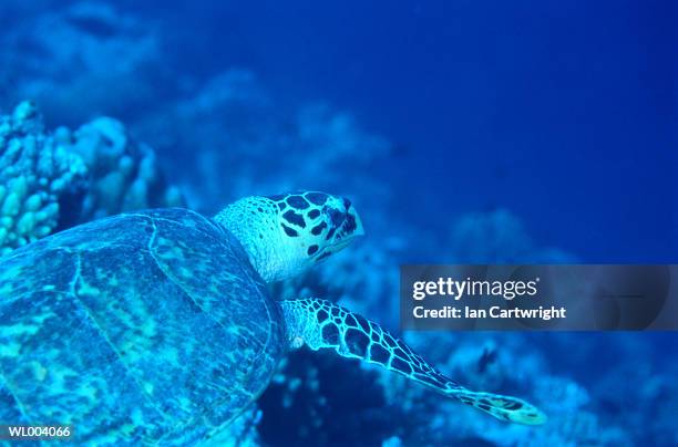 turtle at maldives - happy hearts fund 10 year anniversary tribute of the indian ocean tsunami stockfoto's en -beelden